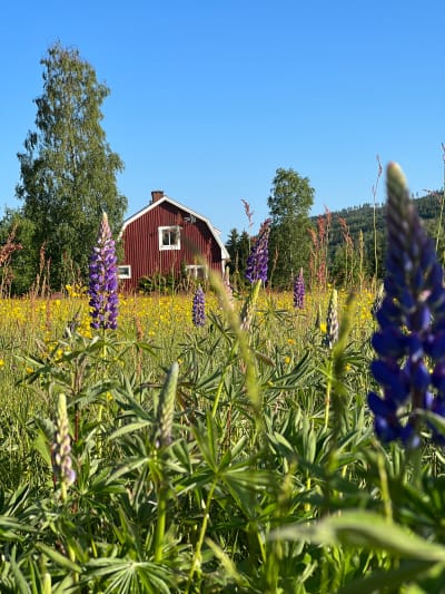 Scandinavia: Family Adventure photo 4