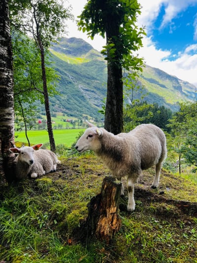 Scandinavia & Lofoten photo 7