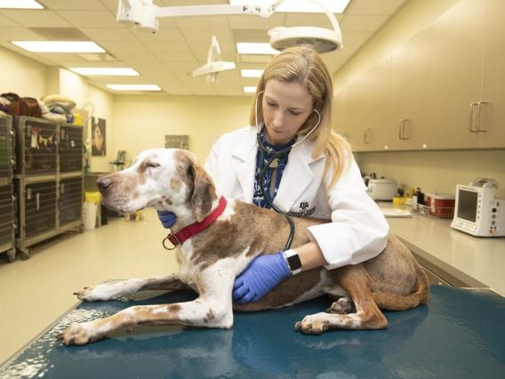 G.013_1018 - Texas A&M Veterinary Medical Diagnostic Laboratory