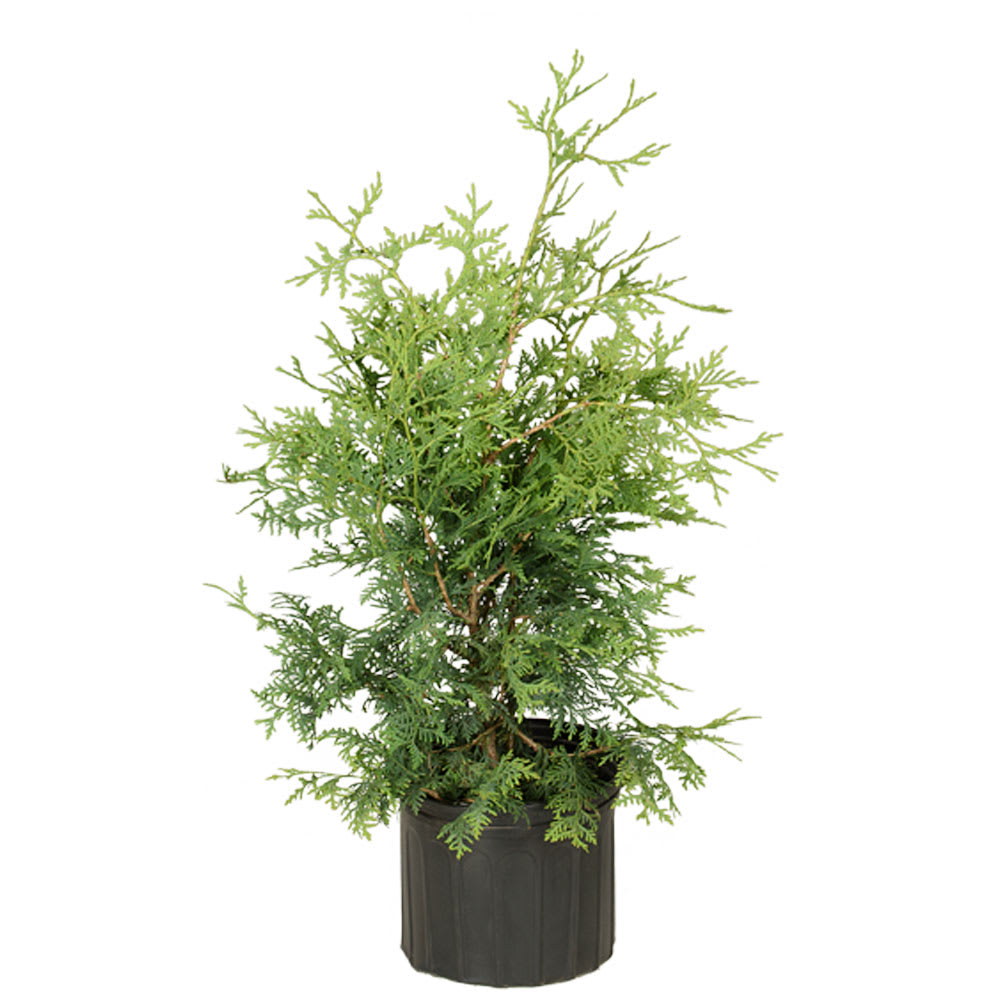 Cèdre à haie cultivé