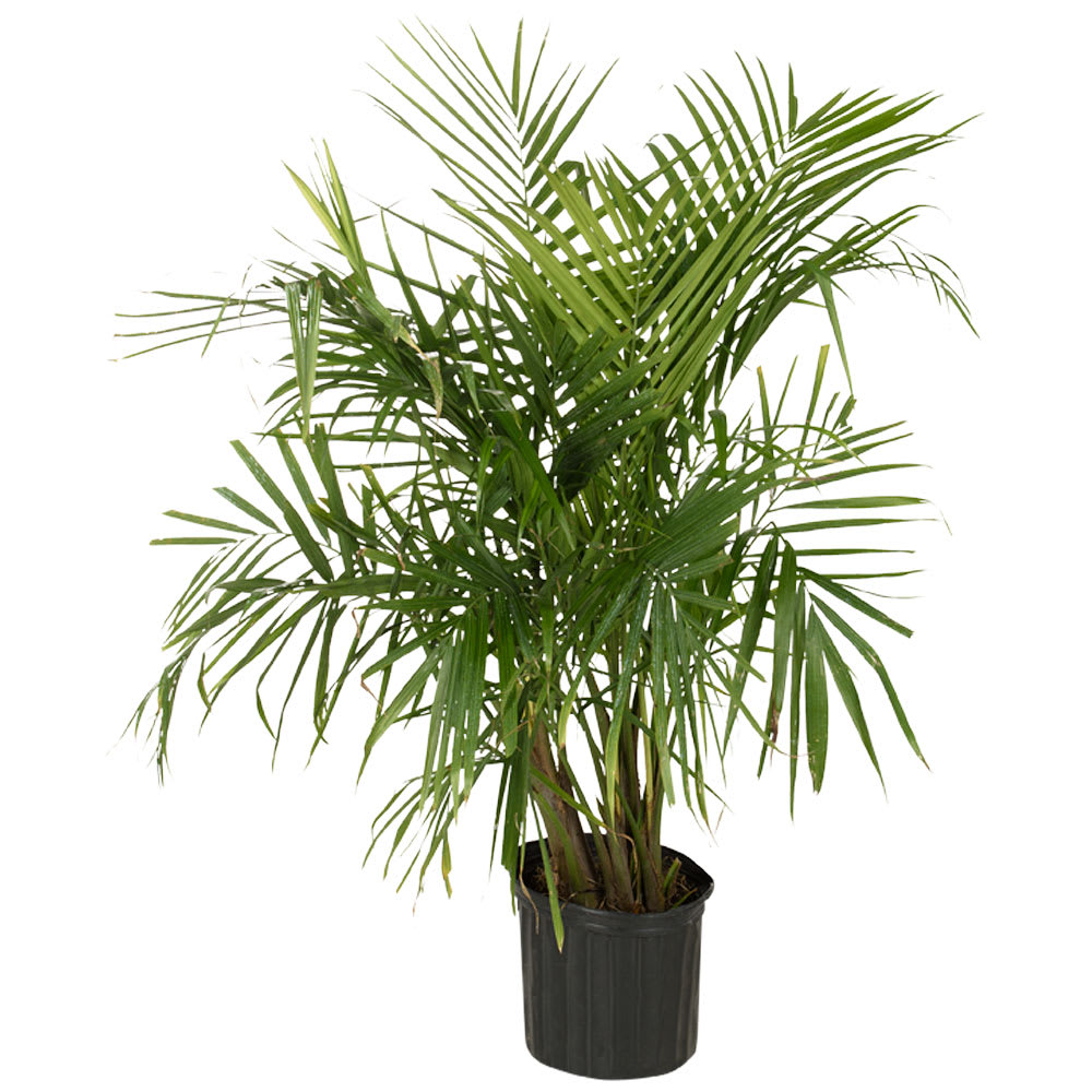Palmier Majesty pot de 10 po