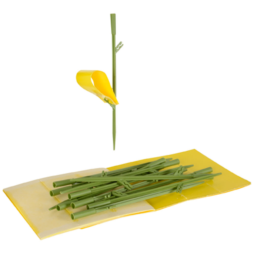 Pièges à insectes pour plantes d'intérieur Pqt/12