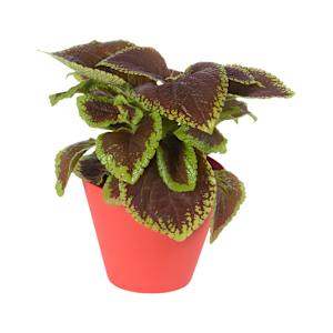 Oval Wall Mount Flower Pot 8 1/2 in.
