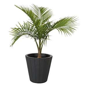 Palmier Majesty pot de 10 po