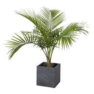 Palmier Majesty pot de 10 po