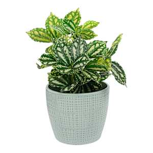 VERTUO Woven Effect Pot Cover 5 1/4 in.
