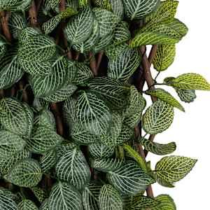 VERTUO Extensible Foliage Lattice Fittonia 39 in. x 79 in.