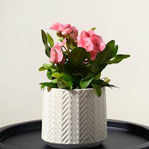 VERTUO Pot Cover 6 7/8 in. Off White