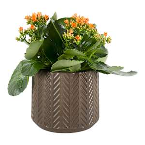 VERTUO Pot Cover 6 7/8 in. Brown