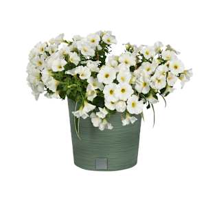 Furu Flower Pot 11 3/4 in.