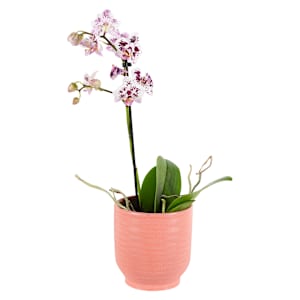 VERTUO Textured Pot 5 3/8 in.