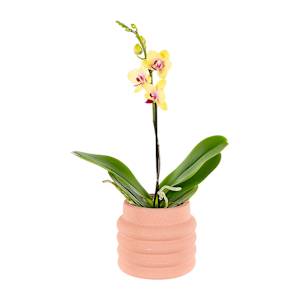 VERTUO Grenze Pot Cover 5 1/2 in.