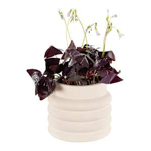 Cache-pot Grenze 5 1/2 po VERTUO