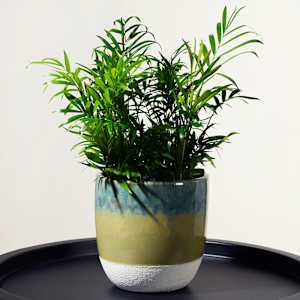 VERTUO Pot Cover 5 7/8 in.