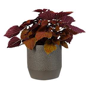 VERTUO Volcanic Effect Plant Pot 9 1/2 in. Taupe