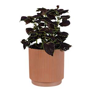 Pot à fleurs rainuré 9 7/8 po terracotta VERTUO
