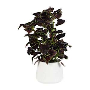 VERTUO Azto White Pot Cover 8 1/4 in.