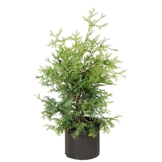 Cultivated Cedar Hedge