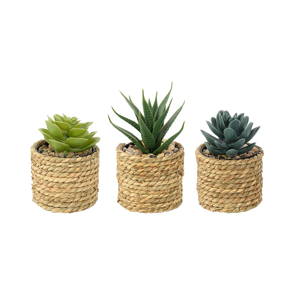 Ensemble de 3 plantes artificielles succulentes ASTELLA