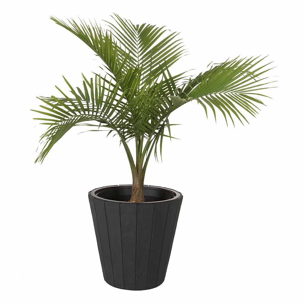 Palmier Majesty pot&nbsp;de&nbsp;10&nbsp;po