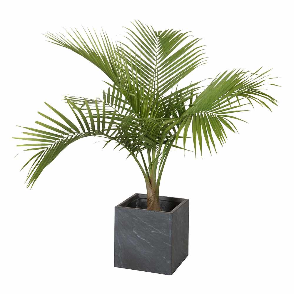 Palmier Majesty pot&nbsp;de&nbsp;10&nbsp;po