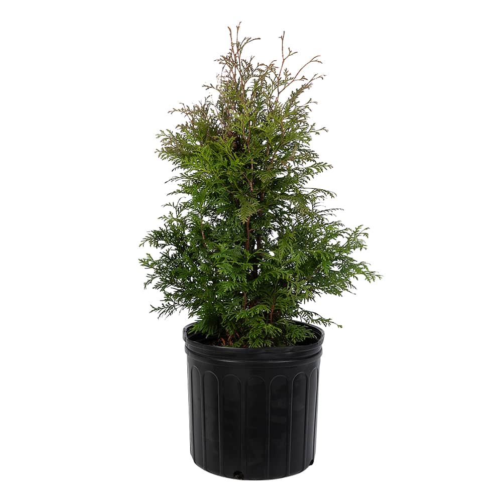 Cèdre à haie cultivé