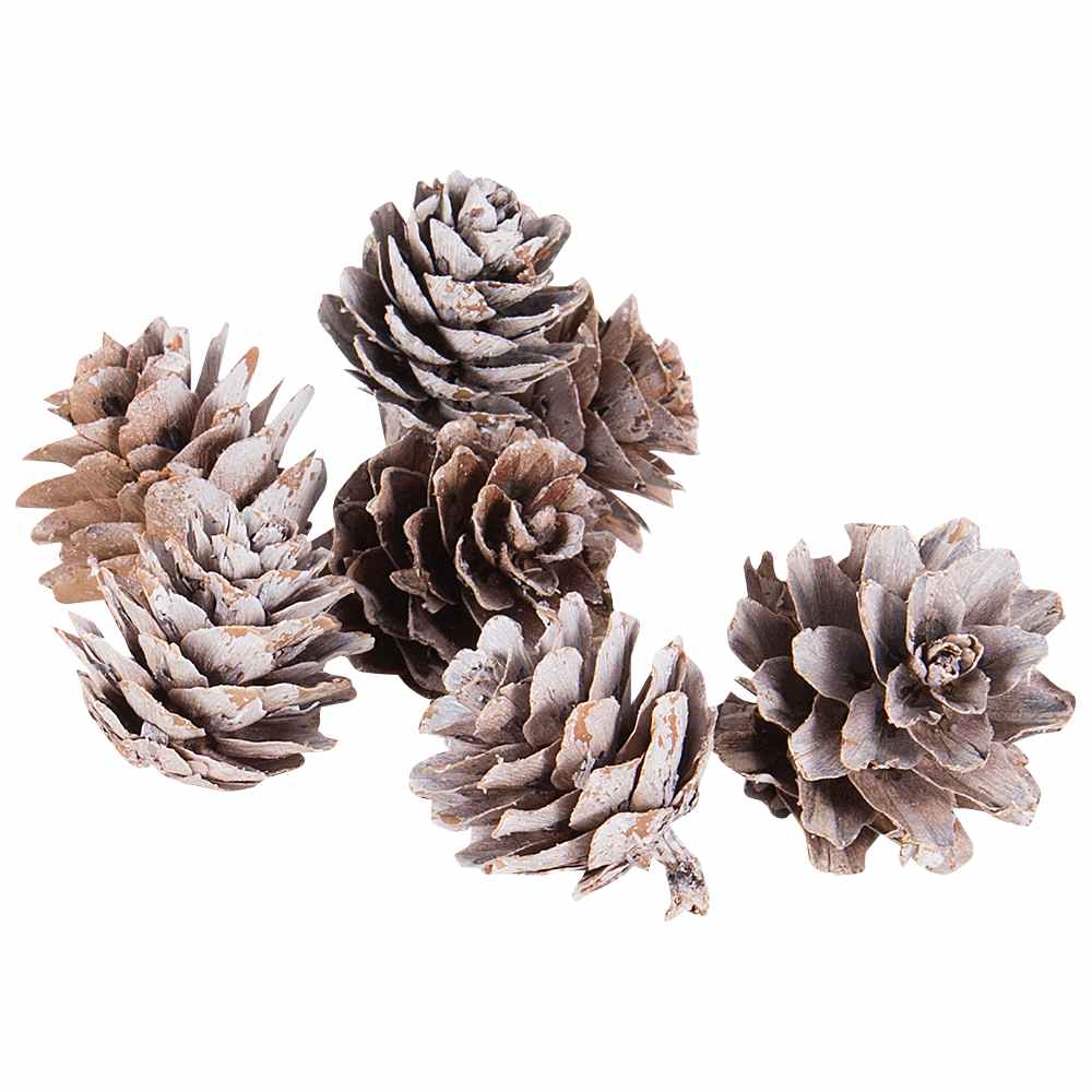 Pine Tree Cones
