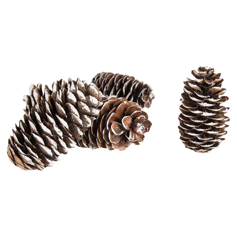 Pine Tree Cones