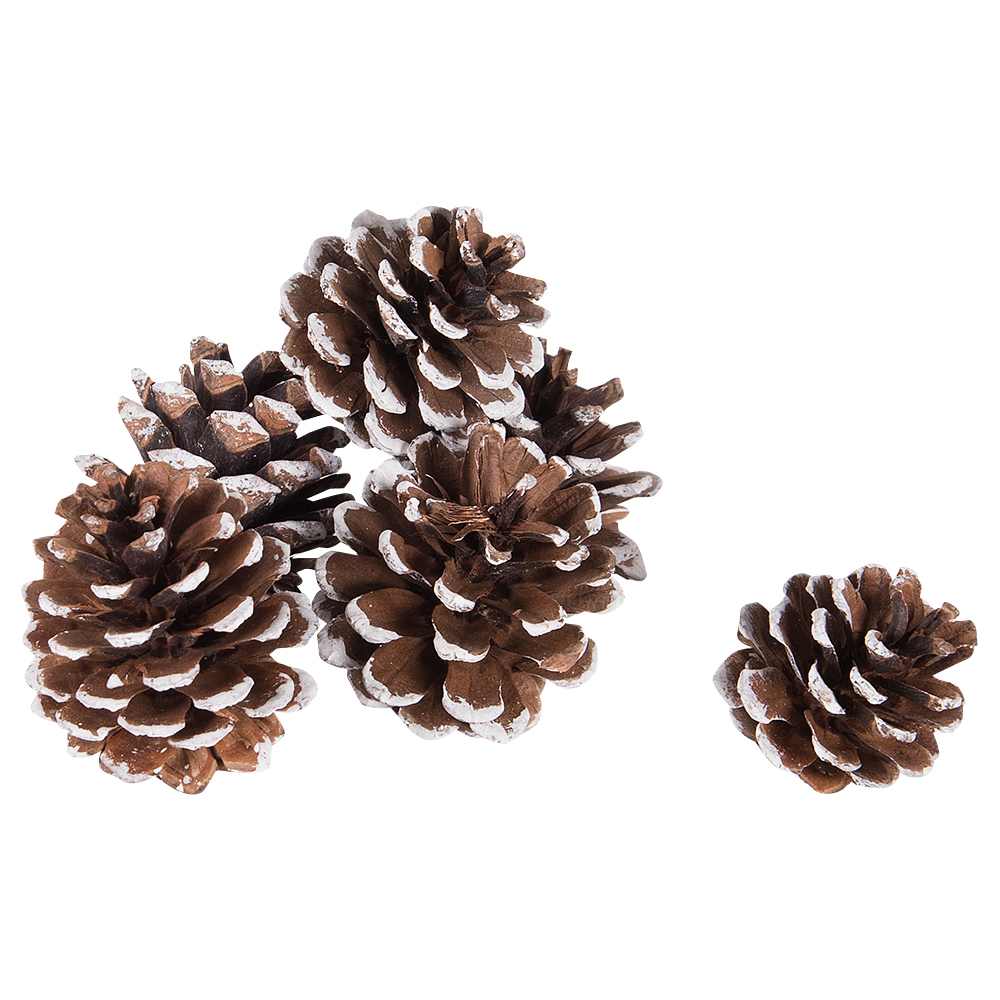 Pine Tree Cones