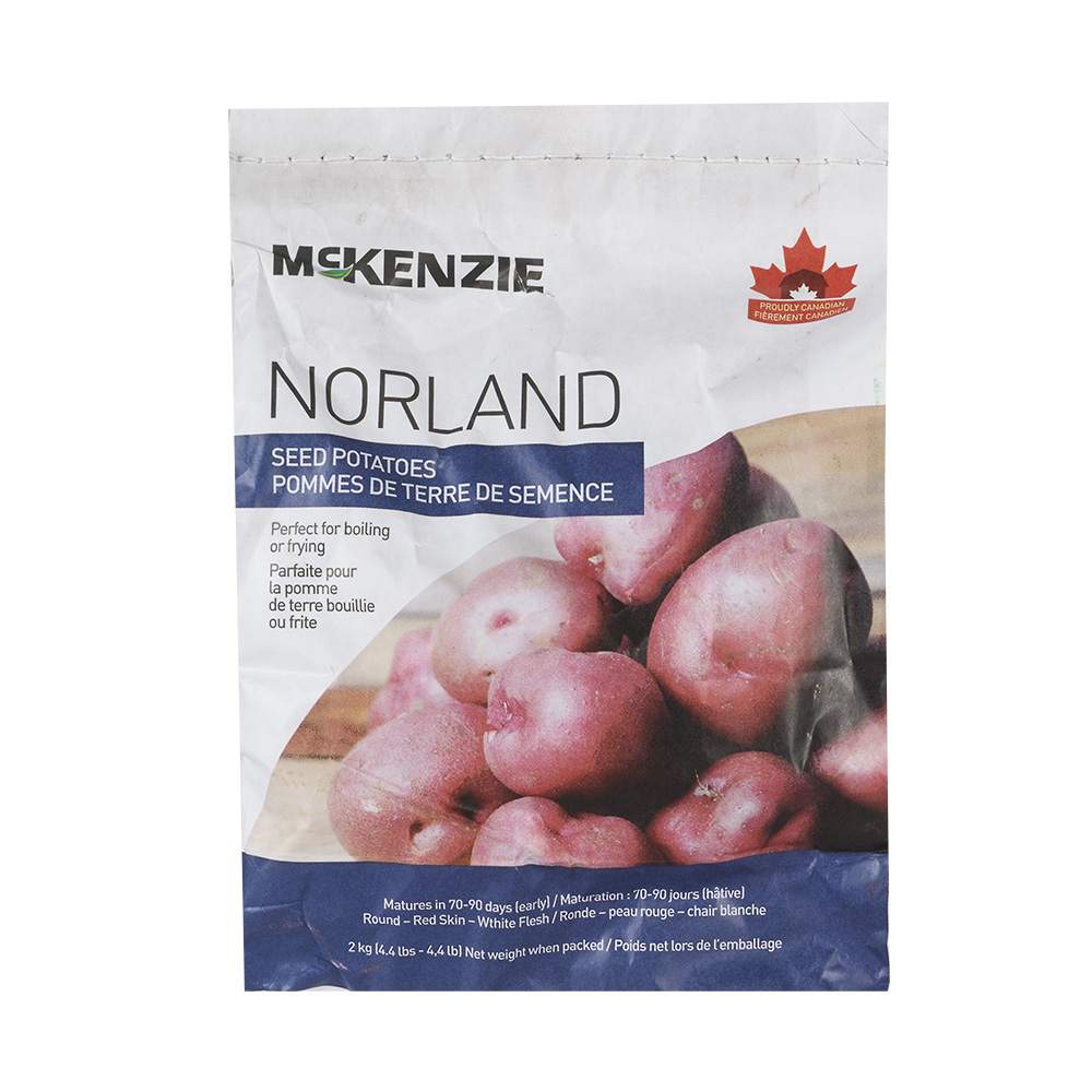 Pomme de terre de semence Norland 2 kg