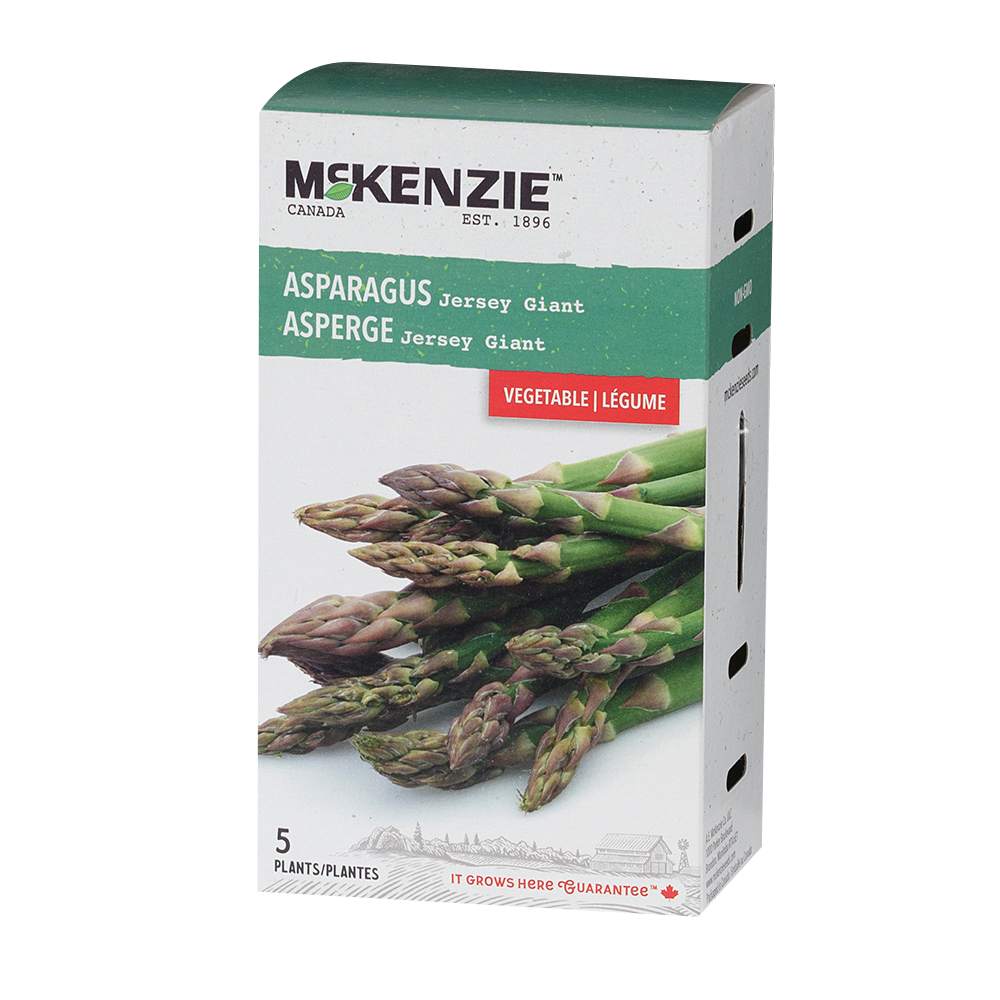 Asperges Jersey Giant Pqt/5 plants