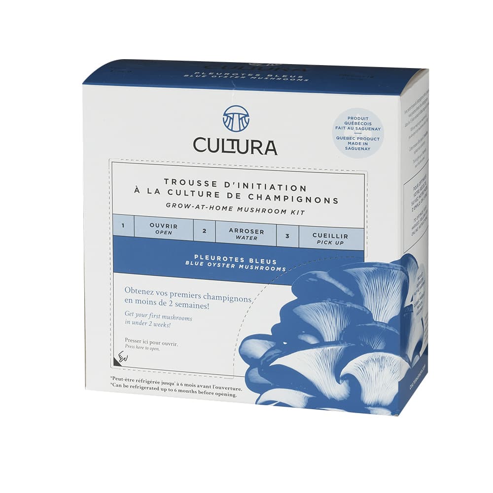 Trousse de culture de champignons Pleurotes bleus