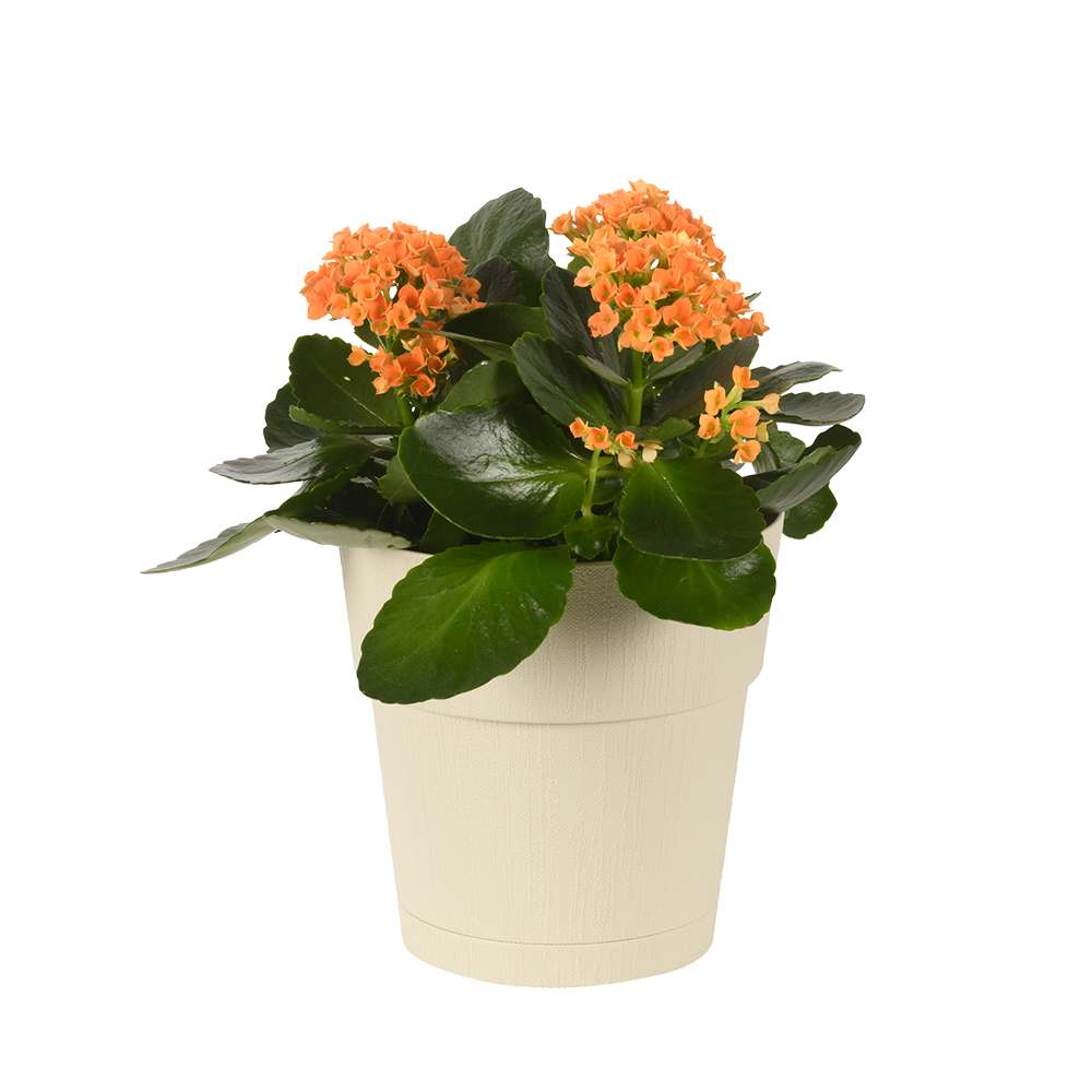 Pot à fleurs Ethica 7 7/8 po