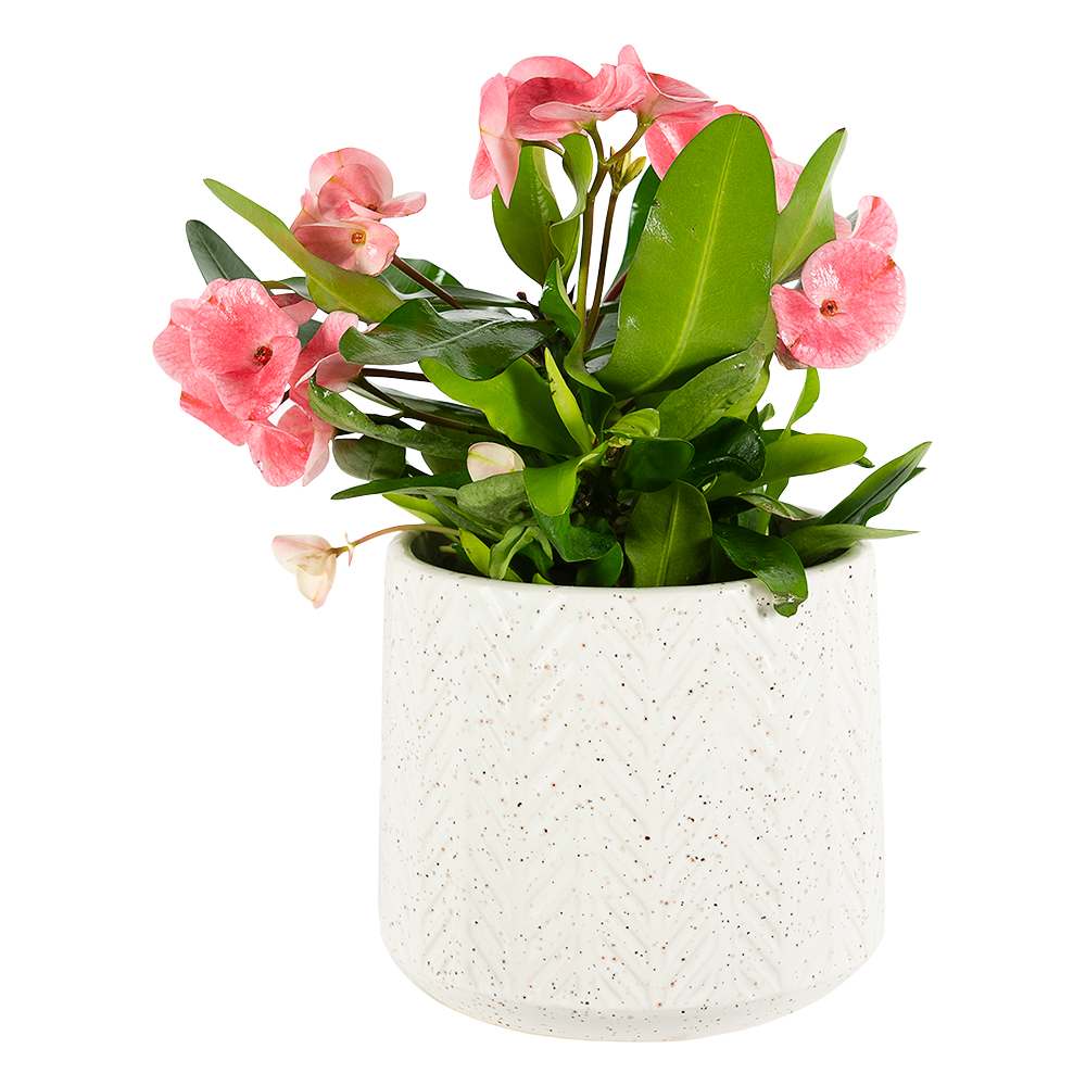 Cache-pot crème 6 7/8 po VERTUO