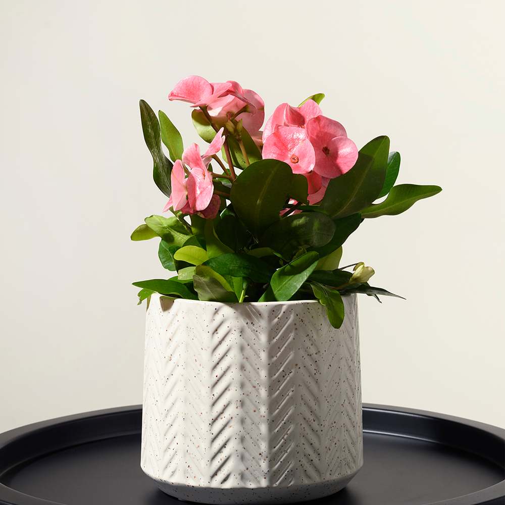 Cache-pot crème 6 7/8 po VERTUO