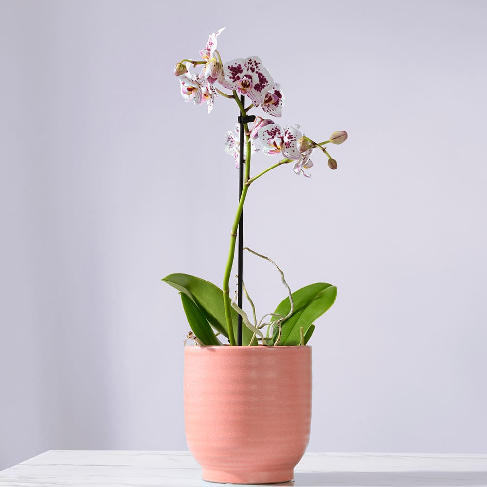 Cache-pot 5 3/8 po VERTUO