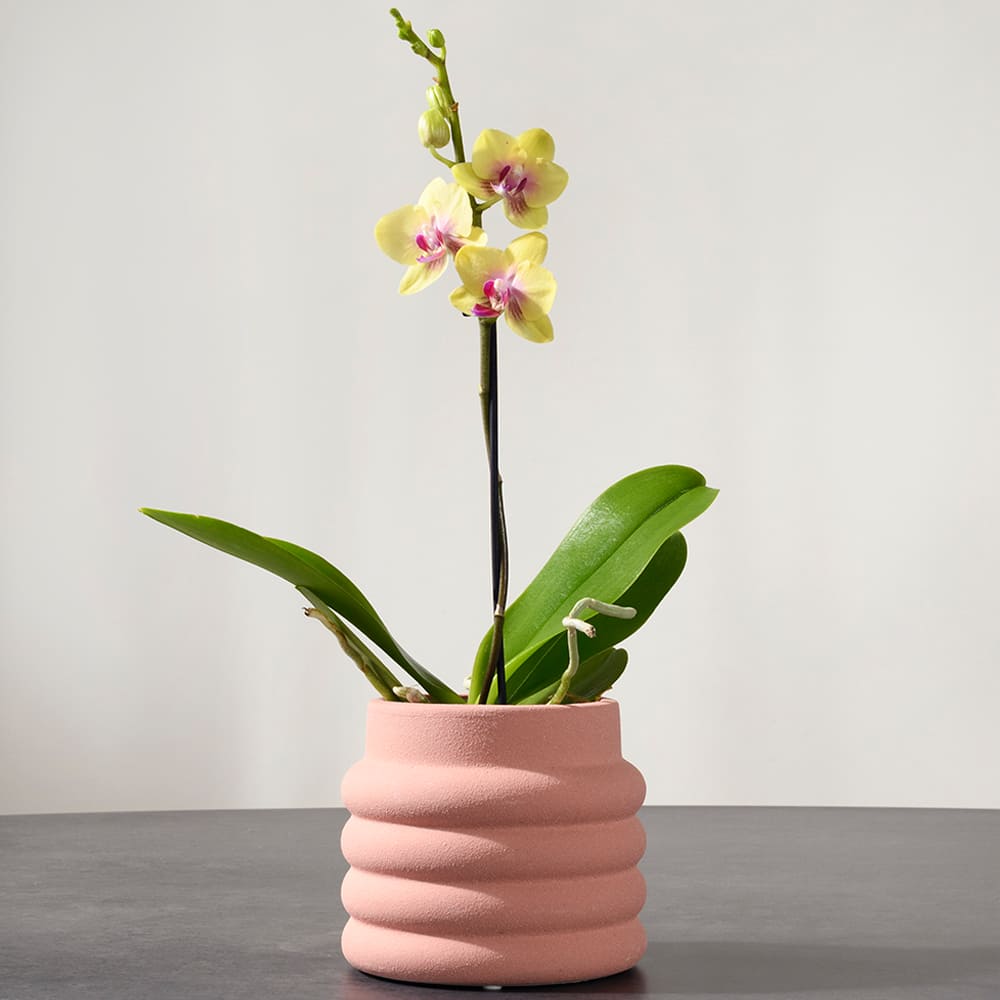 Cache-pot Grenze 5 1/2 po VERTUO