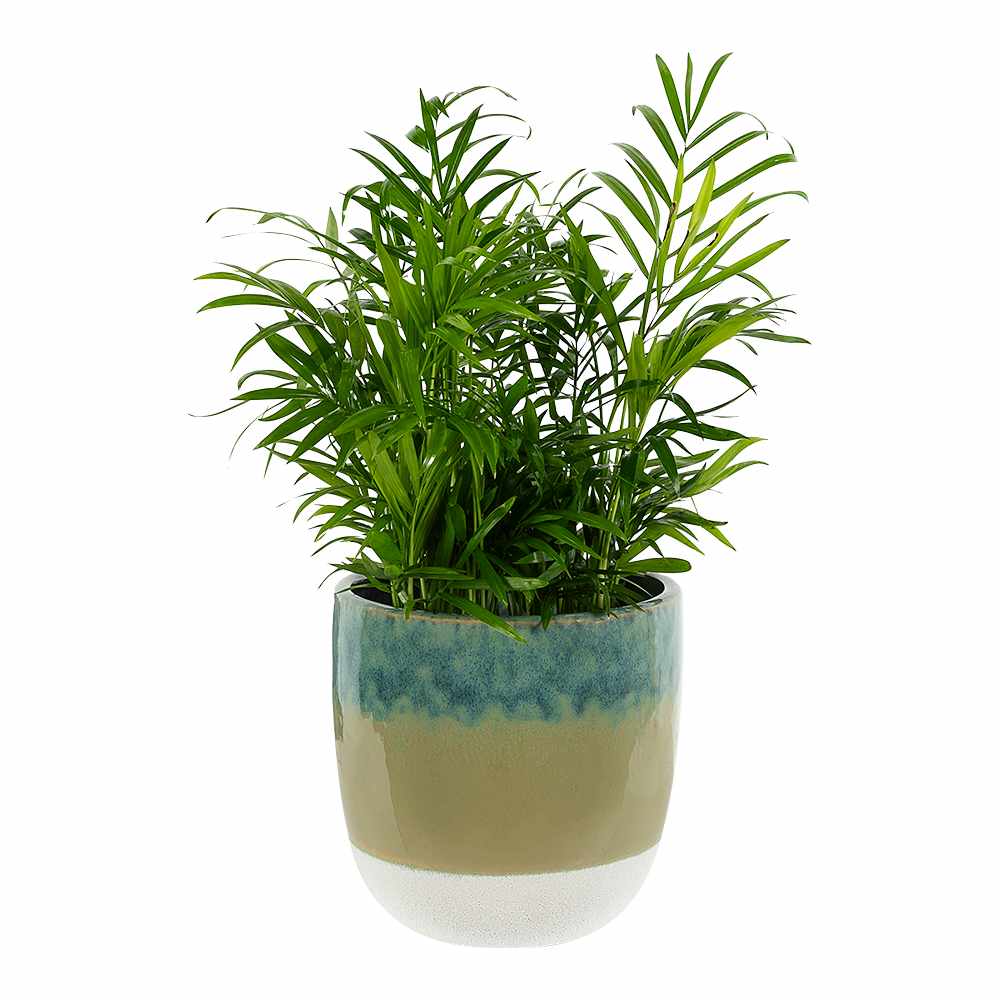 Cache-pot 5 7/8 po VERTUO