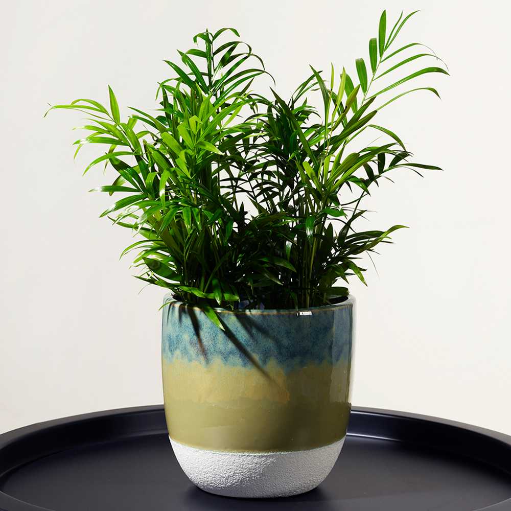 Cache-pot 5 7/8 po VERTUO