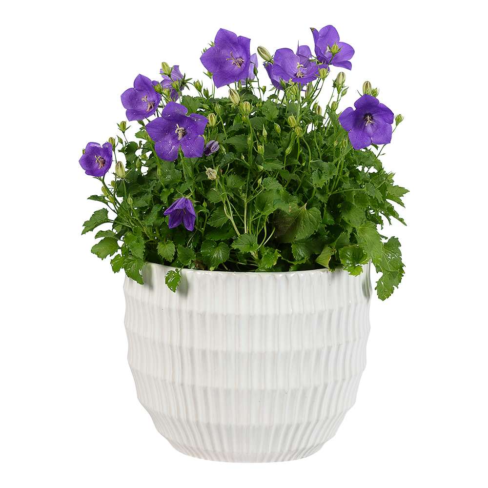 Cache-pot Ondu blanc 8 5/8 po VERTUO