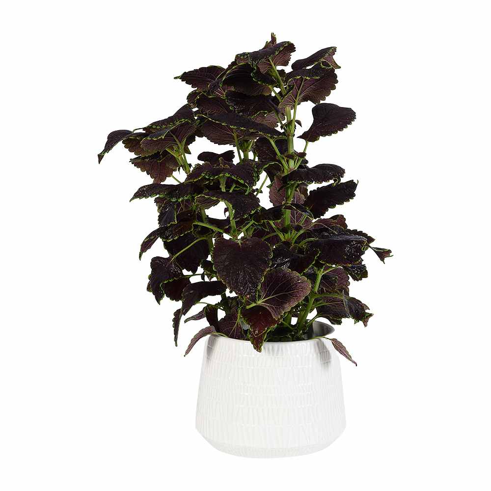 Cache-pot Azto blanc 8 1/4 po VERTUO