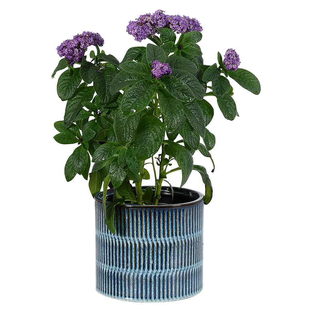 Pot Cover 6 3/4 in. Blue