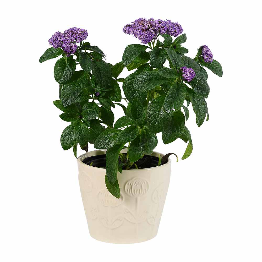 Pot Cover 6 3/4 in. Cream