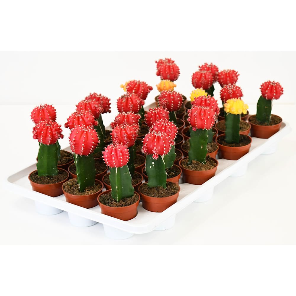 Cactus greffés pot 2&nbsp;1/2&nbsp;po
