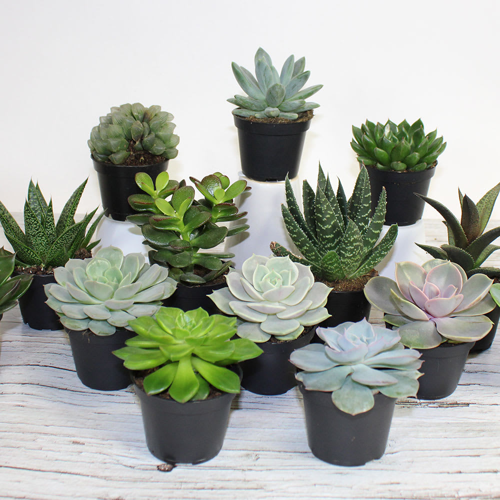 Succulentes bambino pot 2&nbsp;1/2&nbsp;po