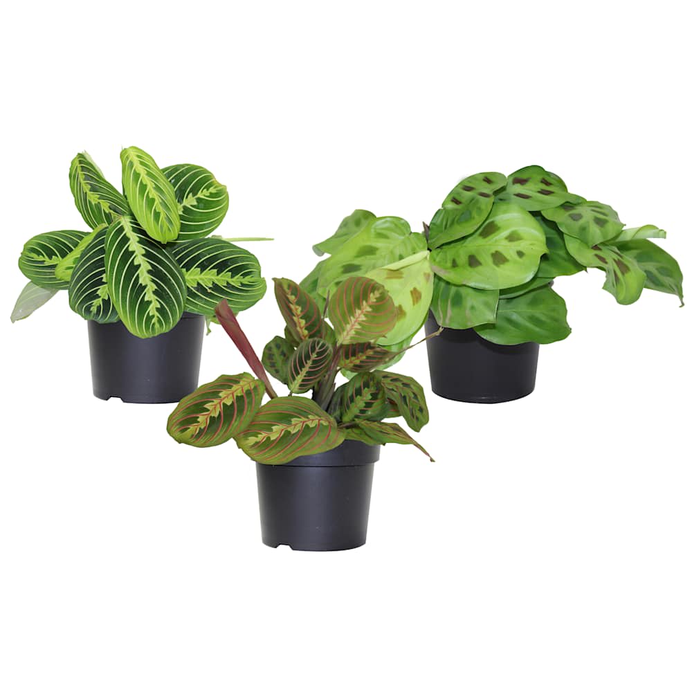 Maranta pot 3&nbsp;1/2&nbsp;po