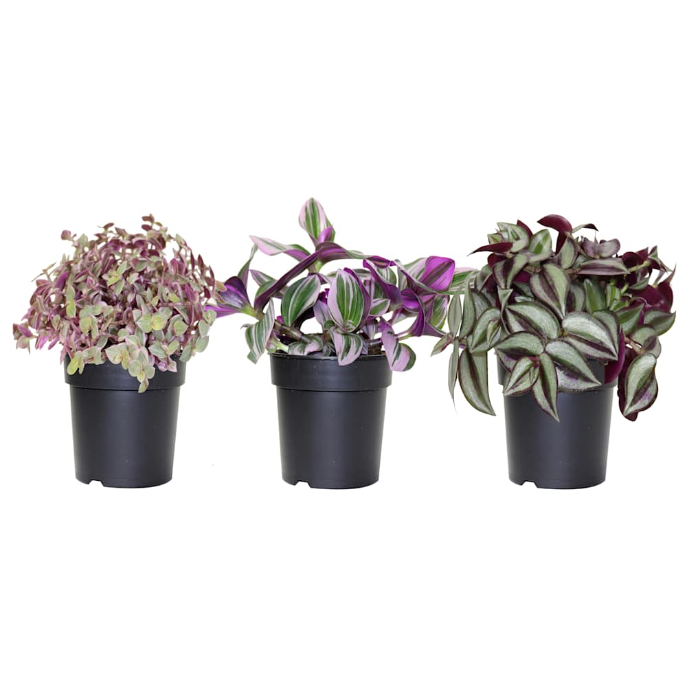 Tradescantia pot 3&nbsp;1/2&nbsp;po