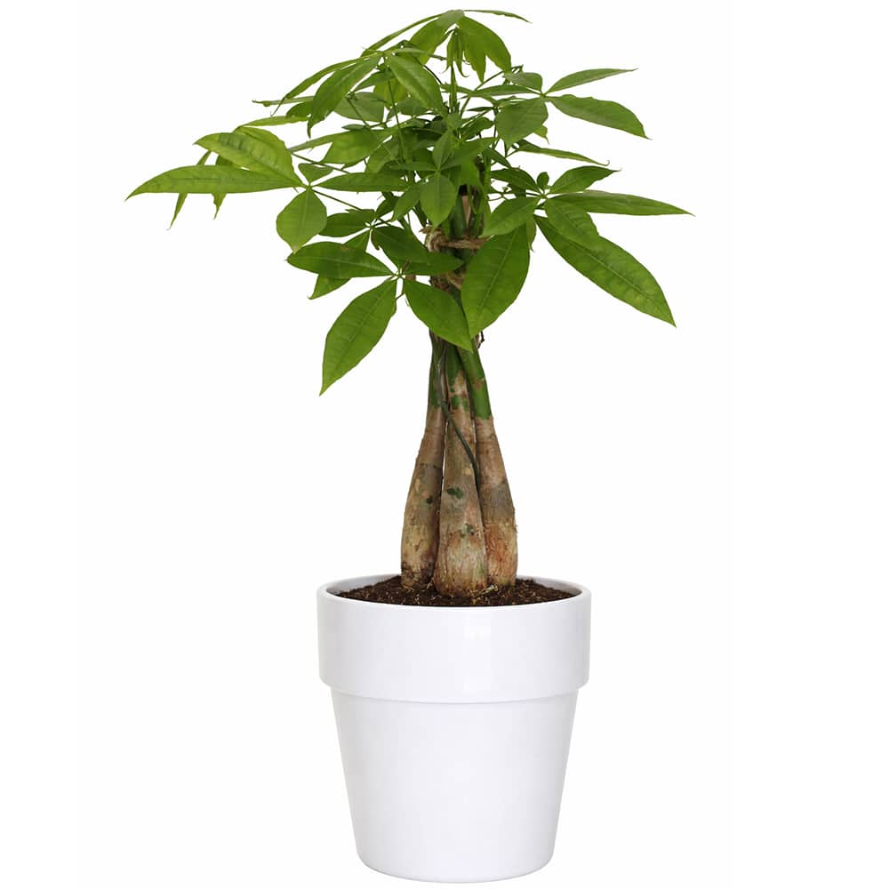 Money Tree Pachira pot 5&nbsp;po