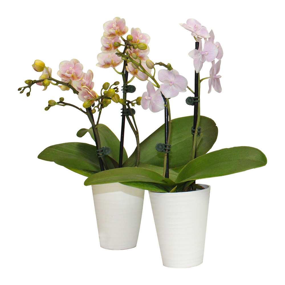 Orchids in Plastic Pot 3&nbsp;1/2&nbsp;in