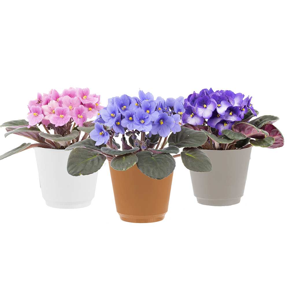 African Violets 4 in Pot